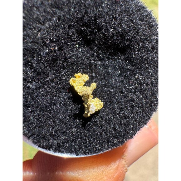 Gold Crystal Nugget Specimen - Grass Valley, California 0.12g - Picture 5 of 5